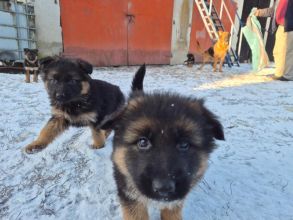 Owczarki niemieckie szczenięta