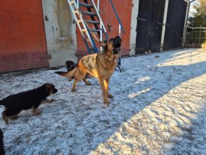 Owczarki niemieckie szczenięta