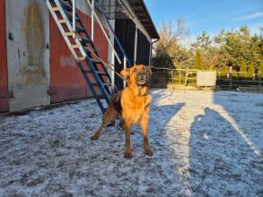 Owczarki niemieckie szczenięta