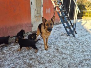 Owczarki niemieckie szczenięta