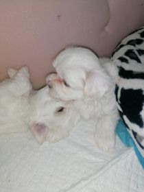 Maltańczyki miniaturki