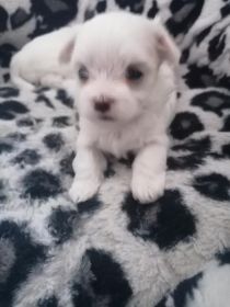 Maltańczyki miniaturki