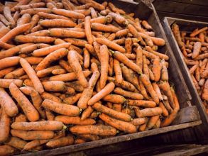 Marchew jadalna oraz dla zwierząt