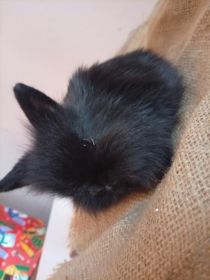 Króliczki miniaturki