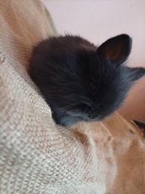 Króliczki miniaturki