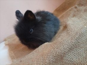 Króliczki miniaturki