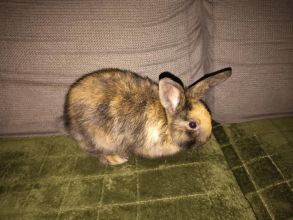 Króliczek miniaturka