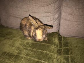 Króliczek miniaturka