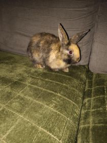 Króliczek miniaturka