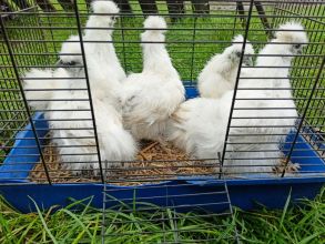 Sprzedam kury ozdobne