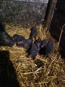 Sprzedam świnki wietnamskie