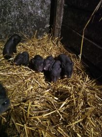 Sprzedam świnki wietnamskie