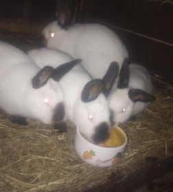 Kalifornijski czarny