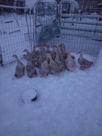 Sprzedam kaczki białe pekin