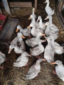 Sprzedam kaczki białe pekin