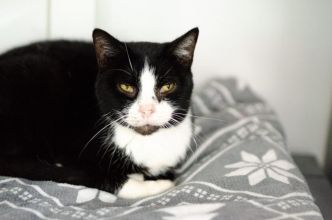 Sany - cudowny spokojny kot szuka domu!