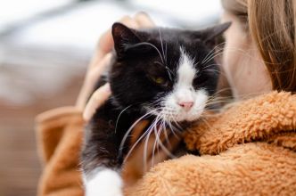 Sany - cudowny spokojny kot szuka domu!