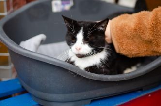 Sany - cudowny spokojny kot szuka domu!