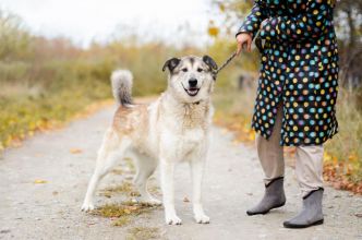 Chase - cudowny wielkolud szuka domu!