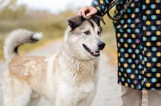 Chase - cudowny wielkolud szuka domu!
