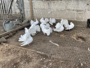 Sprzedam gołębie pawiki Różne