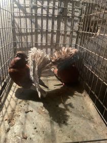 Sprzedam gołębie pawiki Różne