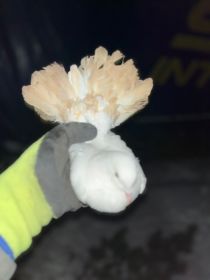 Sprzedam gołębie pawiki