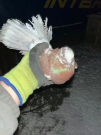 Sprzedam gołębie pawiki