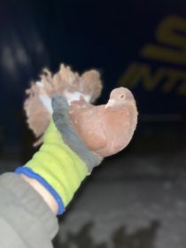 Sprzedam gołębie pawiki