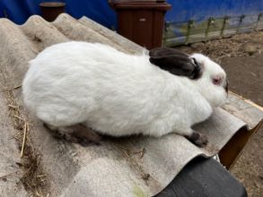 Sprzedam samicę kalifornijską konta