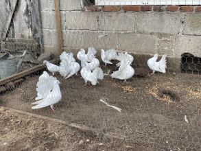 Sprzeda białe pawiki