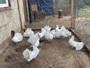 Sprzeda białe pawiki