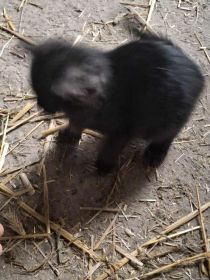 Oddam słodkie kotki w dobre rece