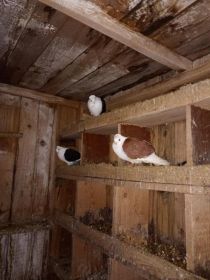 Witam sprzedam 3 sztuki newki