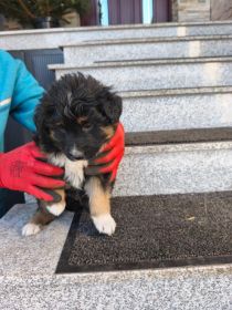 Pieski szczeniaczki 3 pieski 1 suczka oddam za darmo