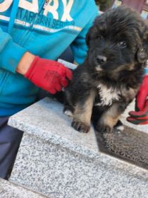 Pieski szczeniaczki 3 pieski 1 suczka oddam za darmo