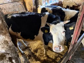 Sprzedam jałówkę cielną