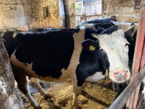 Sprzedam jałówkę cielną