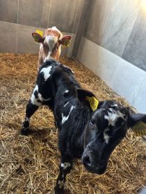 Sprzedam jałóweczki