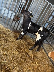 Sprzedam jałóweczki