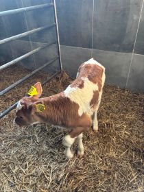 Sprzedam jałóweczki