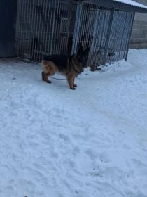 Oddam za koszty utrzymania...