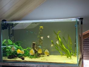 5x Skalar Manacapuru