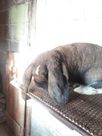 Sprzedam Barany francuskie