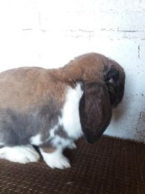 Sprzedam Barany francuskie