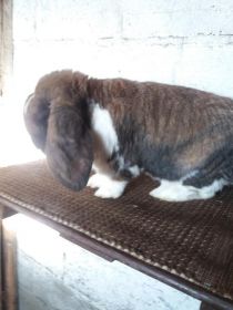 Sprzedam Barany francuskie