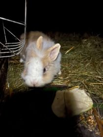 Sprzedam króliki miniaturki