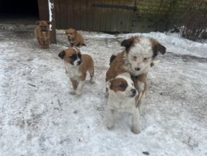 Oddam pieski w dobre rece