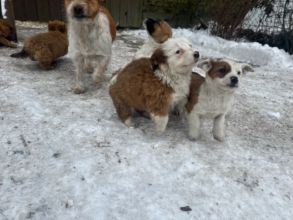 Oddam pieski w dobre rece