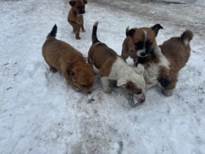 Oddam pieski w dobre rece